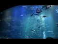 京都水族館 大水槽