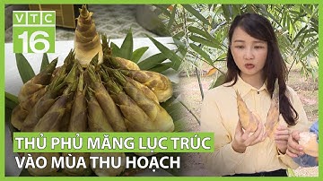 Mùa thu hoạch ở thủ phủ măng lục trúc | VTC16
