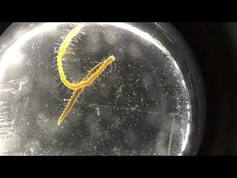 Swimming Japanese green syllid worm