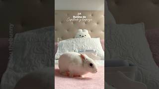 También tienes una rutina para tu peludito?  #asmr #bunny #bunnycare #rutina #tips #cute #petlover