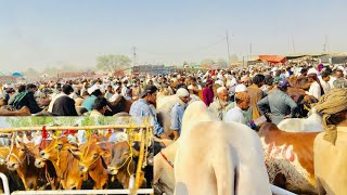 Wednesday Latest Update Lahore Bakra Mandi Shahpur Kanjra || Cow Mandi 2021