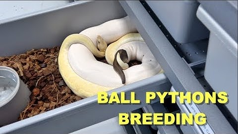 Breeding Ball Pythons Looking For Locks !