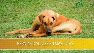 Hernias Discales en Mascotas TvAgro por Juan Gonzalo Angel Restrepo