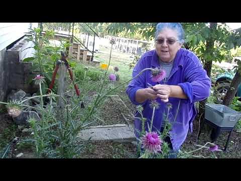 Video: Bull Thistle Tshem Tawm - Yuav Ua Li Cas Tshem Tawm Bull Thistle Weeds