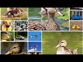 Duck swimming  part 1  animals swimming music  swimming  how to swim  dekassam kids