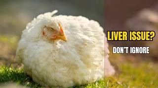 Chicken Liver Problem Explained | Symptoms, Causes &amp; Care Guide (Urdu/Hindi)