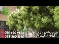 النيم سيدة أشجار الظل النيم سيدة أشجار الظل