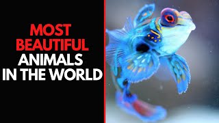 Most Beautiful Animals in the World
