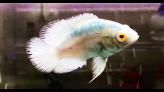 rare oscar fish