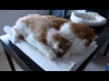 Two Traditional Persian cats の動画、YouTube動画。