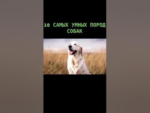 Самая умная порода собак в мире 2022. Хитрая собака. Топ умных собак породы. 10 самых умных пород собак в мире. 10 самых умных пород собак в мире.