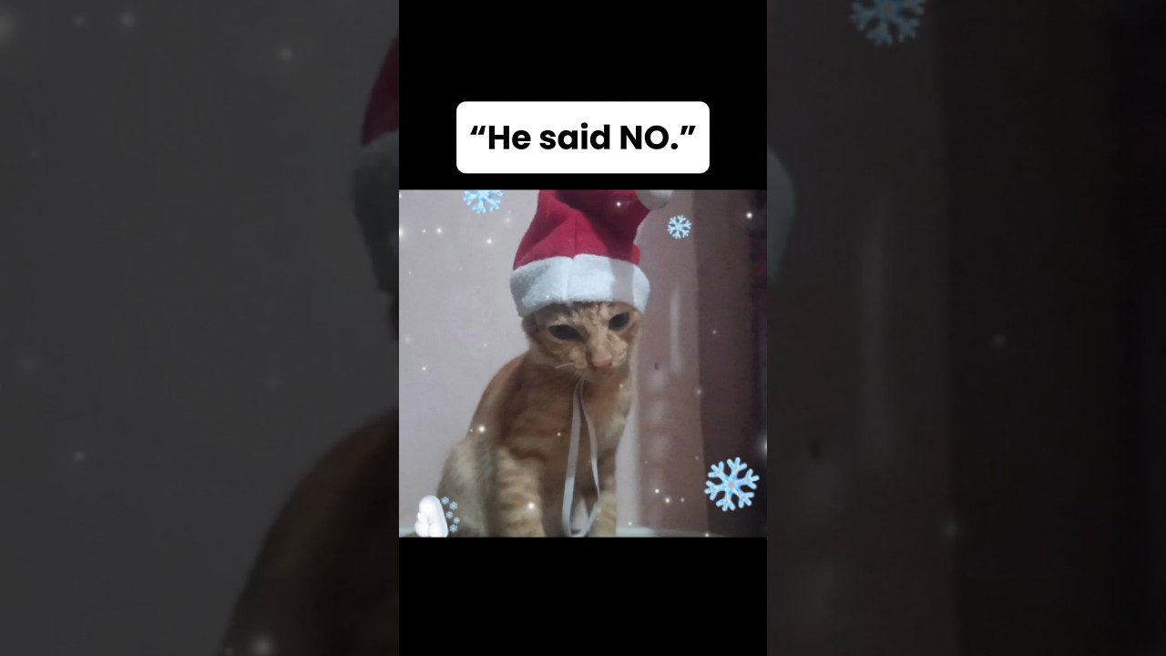 How long would your cat last in a Santa hat? 