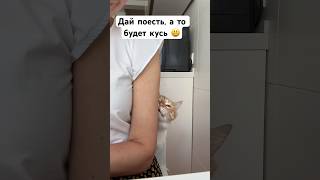 Мемы с котами??длянастроения