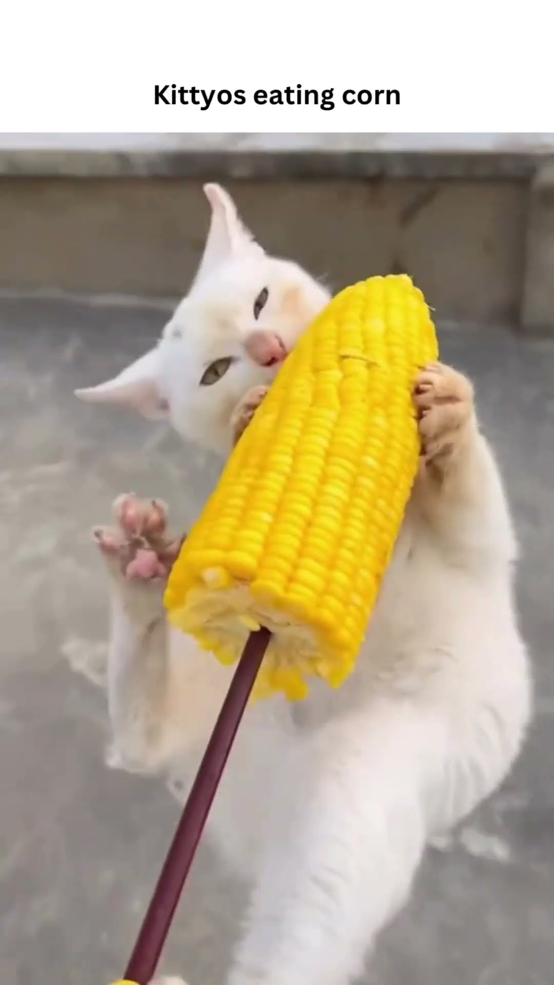 Kittyos eating some corn on a nice fine day