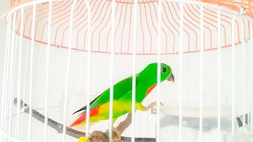 Serindit Memanggil | The Call of Blue-Crowned Hanging Parrot