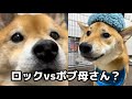 【アテレコ】柴犬ボブおかんになる