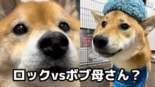 【アテレコ】柴犬ボブおかんになる　