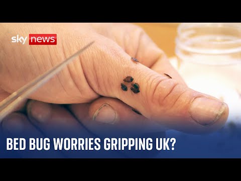 Inside a London house infested with bed bugs