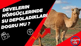Develerin Hörgüçlerinde Su Depoladıkları Doğru Mudur ?