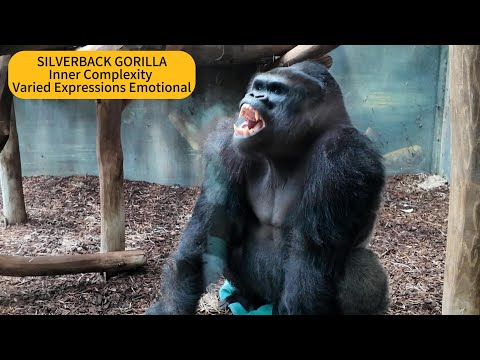洋楽 THE IDEALS THE GORILLA MO GORILLA The Ideals - The Gorilla - Cortland - YouTube