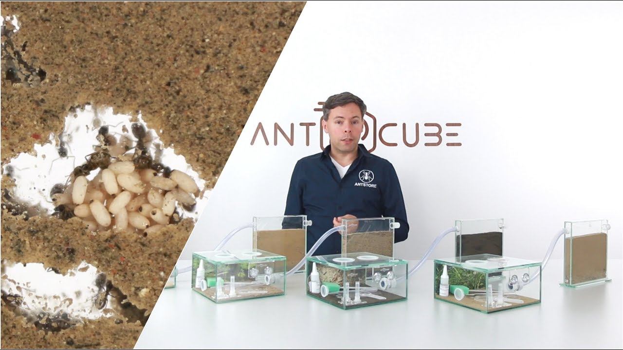ANTSTORE - Ameisenshop - Ameisen kaufen - ANTCUBE Starter Set L - 20x20 -  Habitat Regenwald