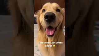 Famous Tiktok Trend With My Golden Retriever Dog #shorts