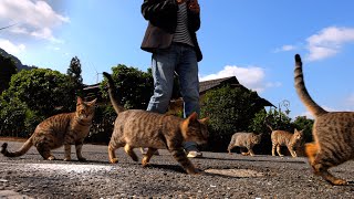 [CC SUB] Every time I go out, I am followed closely by 5 stray cats. by 西樹 Xishu&Cats 7,049 views 4 months ago 8 minutes, 11 seconds