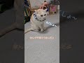 なでなでしたいおーちゃんVS絶対なでられたくないほっぺ【保護猫ほっぺたろう】#shorts