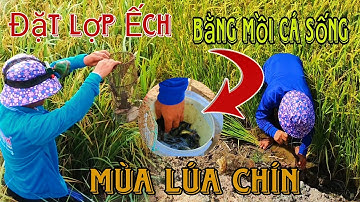 Đặt Lợp Ếch Mùa Lúa Chín Bằng Mồi Cá Sống|| Học vlog cuộc sống đồng quê