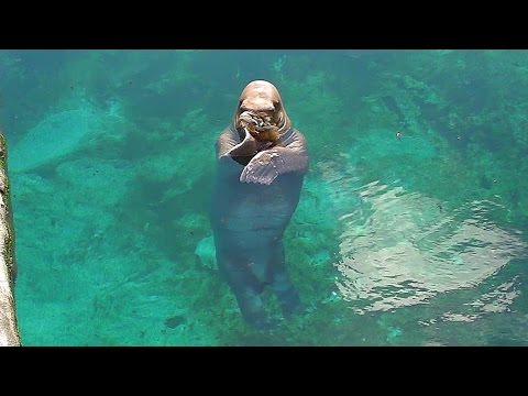 考えるセイウチ 八景島シーパラダイス Thinking Walrus Youtube