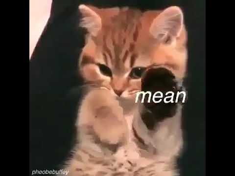 funny-cat-gif-says-i-love-you-so-much.-meme