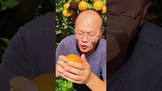 Download Lagu Sangat memuaskan! petani sukses panen buah apel super segar #shorts MP3 Download Lagu Sangat memuaskan! petani sukses panen buah apel super segar #shorts MP3