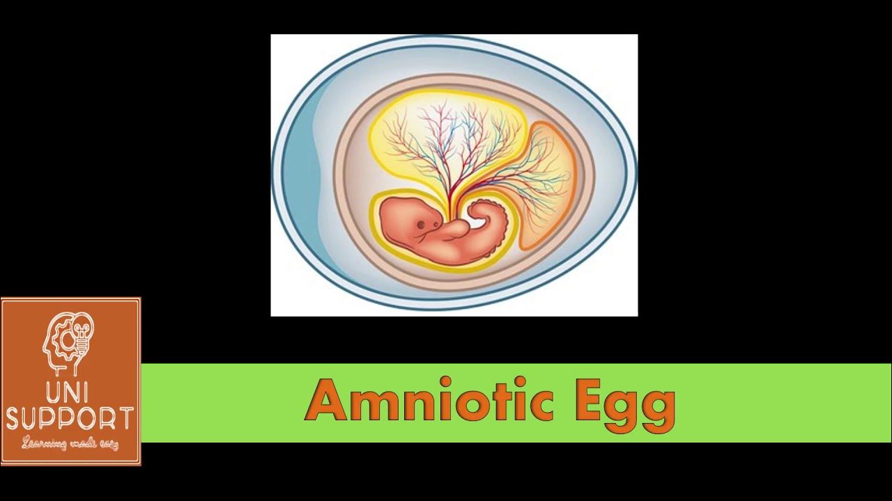 What is an Amniotic Egg - Features and Structure - YouTube