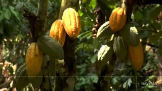 The Story of Navitas Natural Organic Cacao