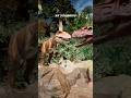 Vietnam 🇻🇳 Day 13 Part 2:- The moment I saw the dinosaur 🦖,it genuinely felt like jurassic park.