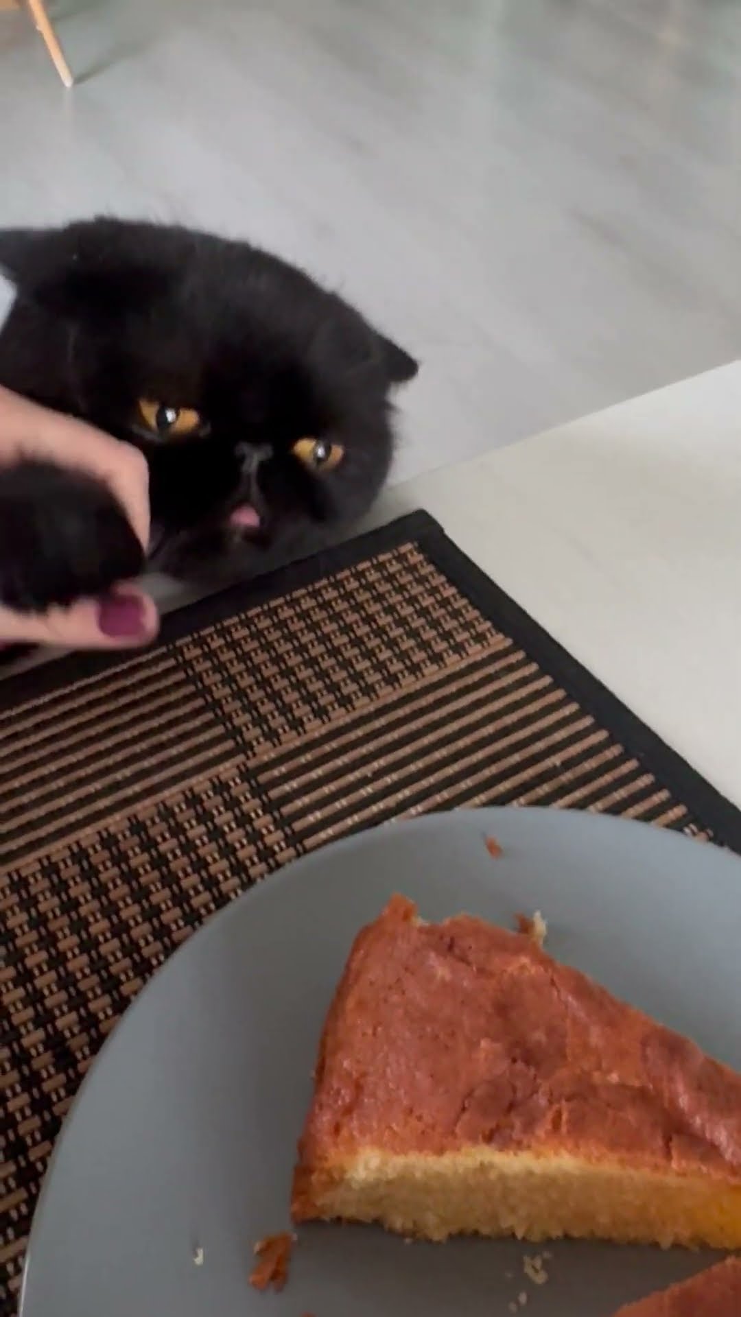 Hungry Derp Begs For Cake || ViralHog