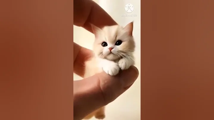 Watch the video about Omg 😱 Cute 🥰 tiny size cat#animals #shorts #shortsfeed #funny