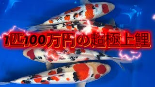 石でできた鯉 Kajiya.yoshida | 🇯🇵2025.10《新作錦鯉 》 日本の生きる宝石