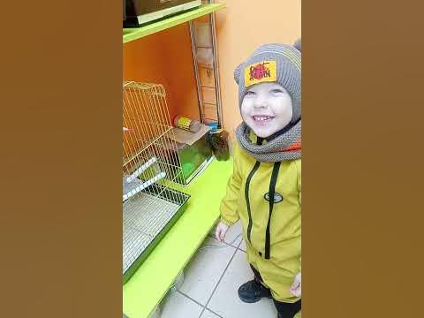 #попугай - YouTube