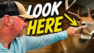 The Difference Between Good and Bad Taxidermy screenshot 1