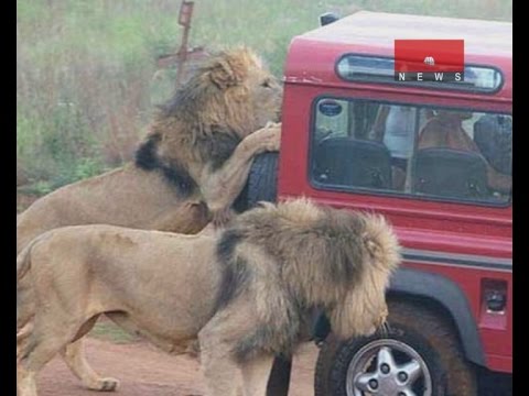 do lions attack safari jeeps