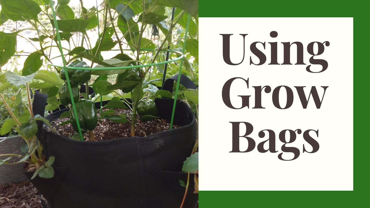 Using Grow bags Pros and Cons YouTube