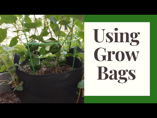 Are Grow Bags Safe? Grow Bag Pros And Cons - Epic Gardening