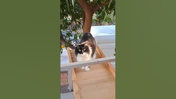 When the orange tree branches were cut, we built Şaziye a new bridge.😍#cutecat