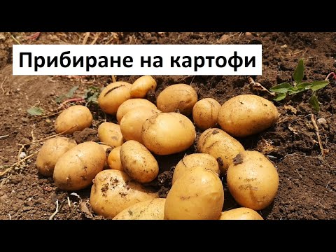 Видео: Прибиране на картофи: как и кога да копаем картофи