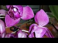 #Моишестьсоток #Орхидеи Как нарастить корни и восстановить тургор орхидее.