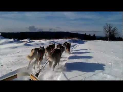 Siberian Husky training 8 dogs Roman Habásko, Czech Republic.wmv