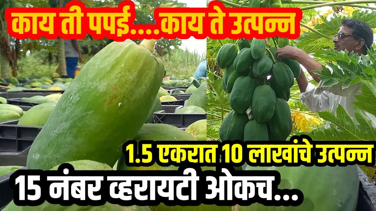 १.५ एकरात १२ महिन्यात १० लाखांचे उत्पन्न,१५ नंबर व्हरायटी नेकेलेलखपती,पपई लागवड व माहितीvisionvarta