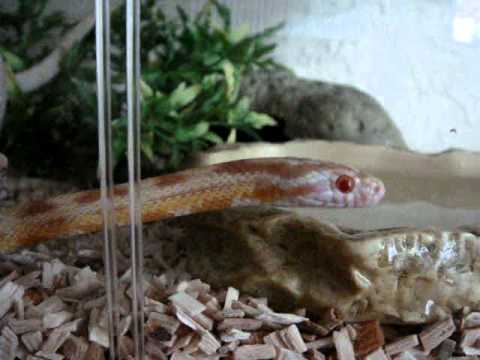 close up butterfly My new cornsnake Butterkist