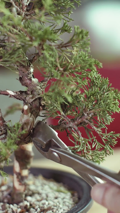 Creating a juniper bonsai from nursery stock